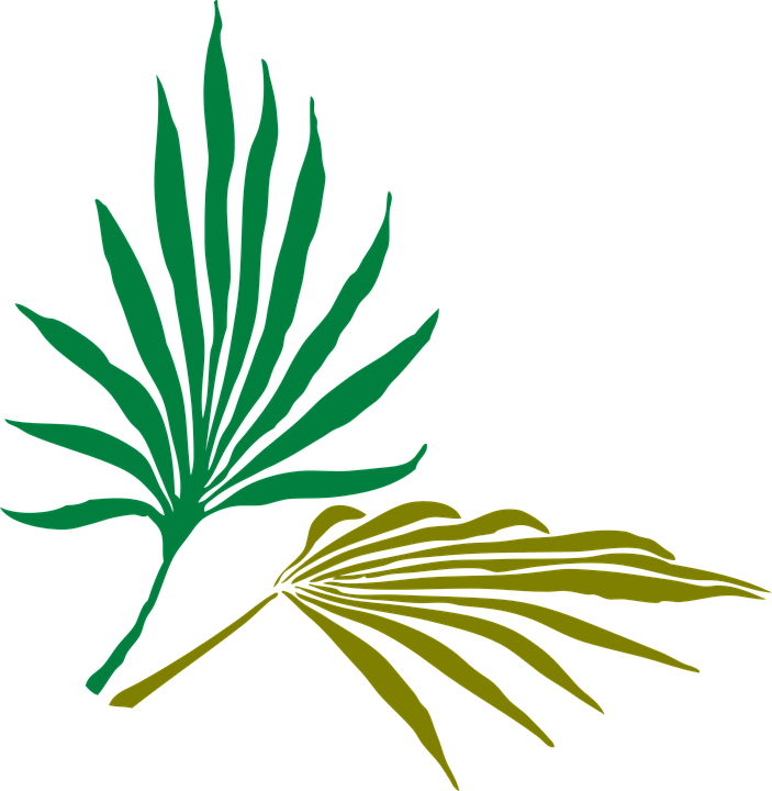 Willow Leaf Cliparts 11, Buy Clip Art - Palm Frond Clip Art (703x720)