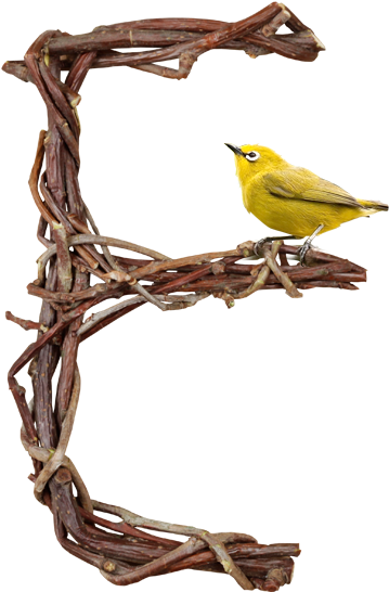 Tree Branch Letters - Font (525x637)