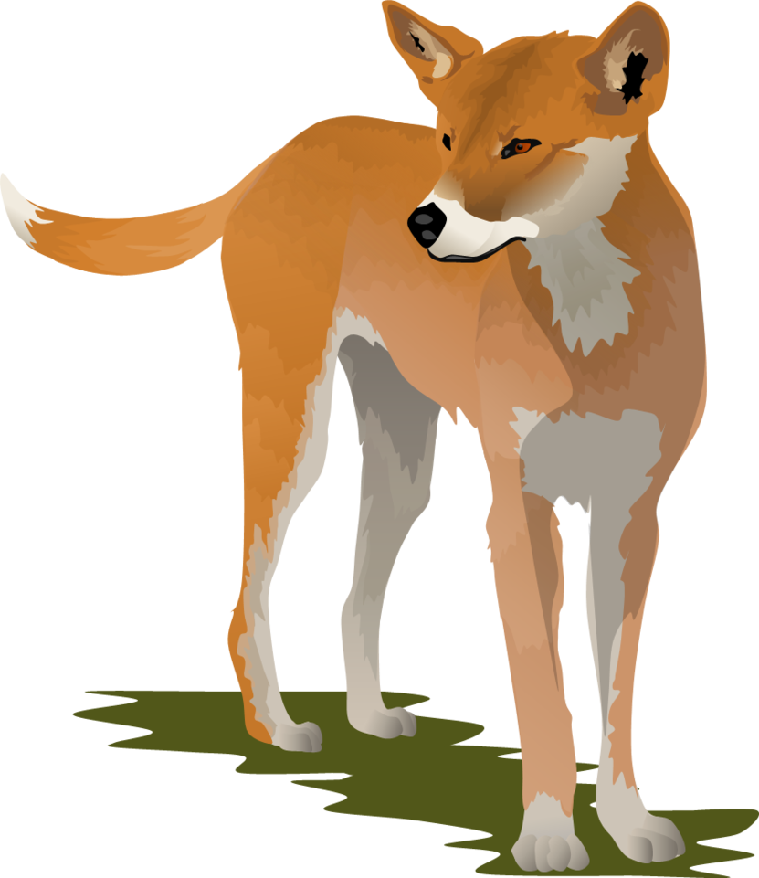 Dingo Clipart (831x961)