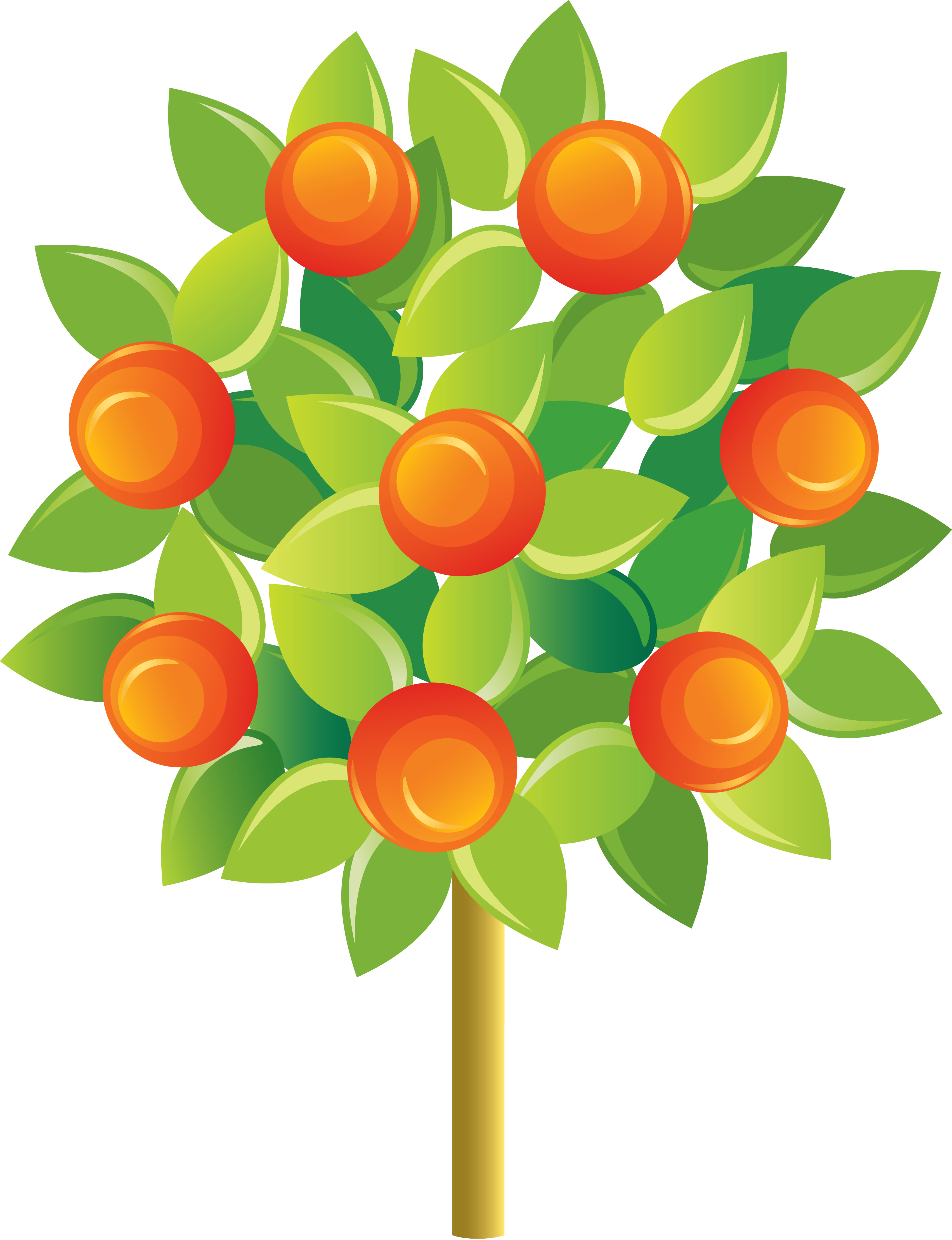 Fruit Tree Tangerine Mandarin Orange - Fruit Tree Tangerine Mandarin Orange (3405x4434)