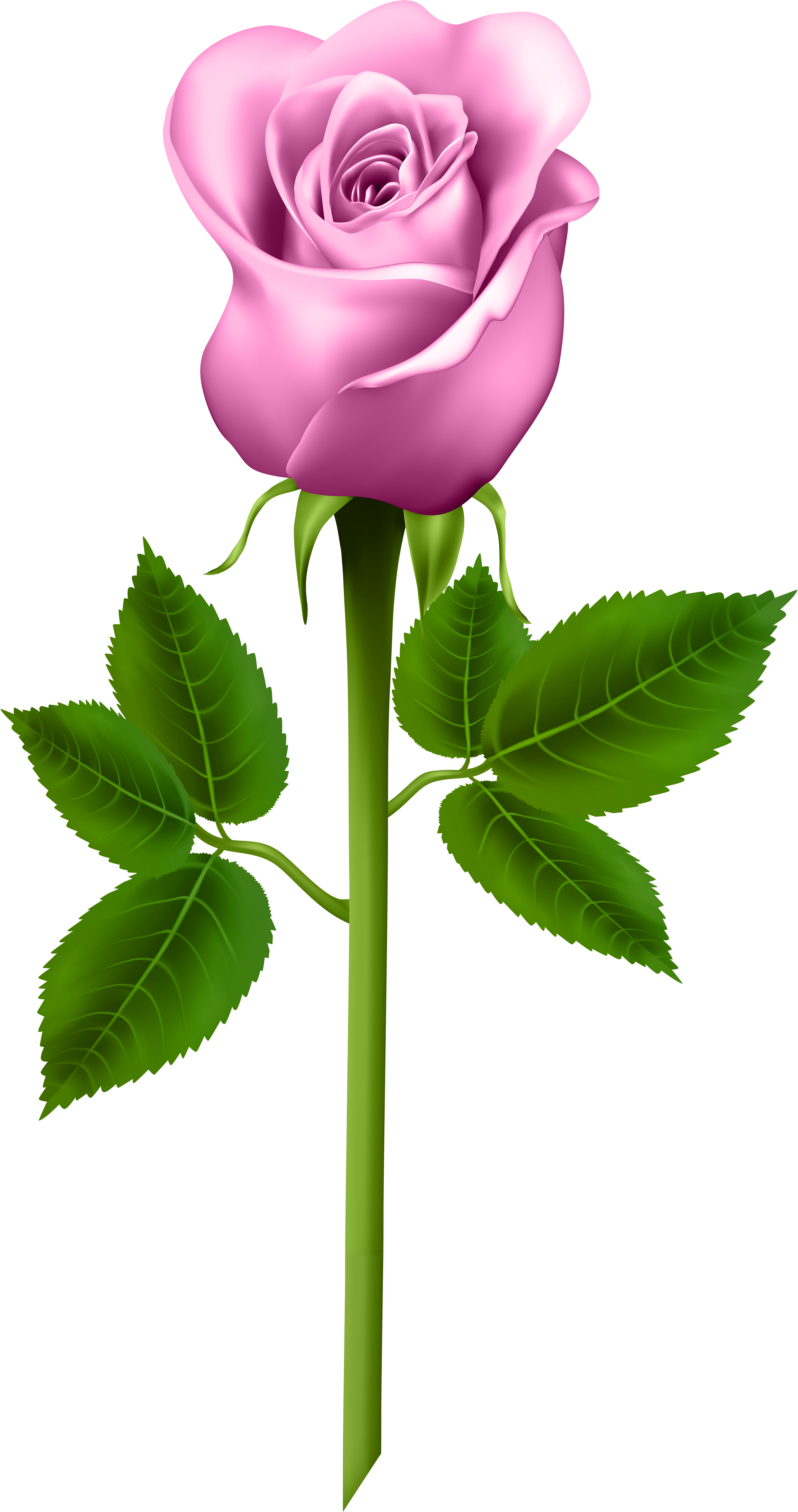 Pink Rose Transparent Png Image-1590009570 - Purple Clip Art Rose (4363x8000)