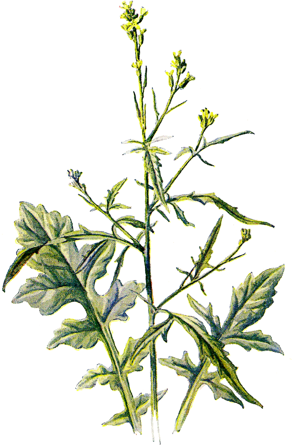 I Created This Digital Flower Clip Art From An Antique - Antique Print Of Hedge Mustard Wild Flower Fine Art (1120x1600)