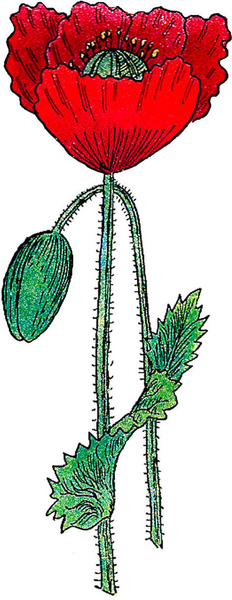 This Is A Bright And Colorful Poppy Flower Graphic - Clip Art (896x1452)