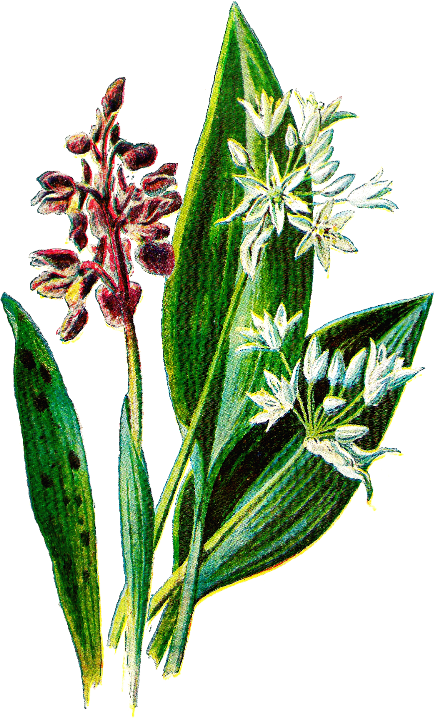 The Purple And White Flowers Against The Dark-green - Arrowgrass Family (1060x1600)