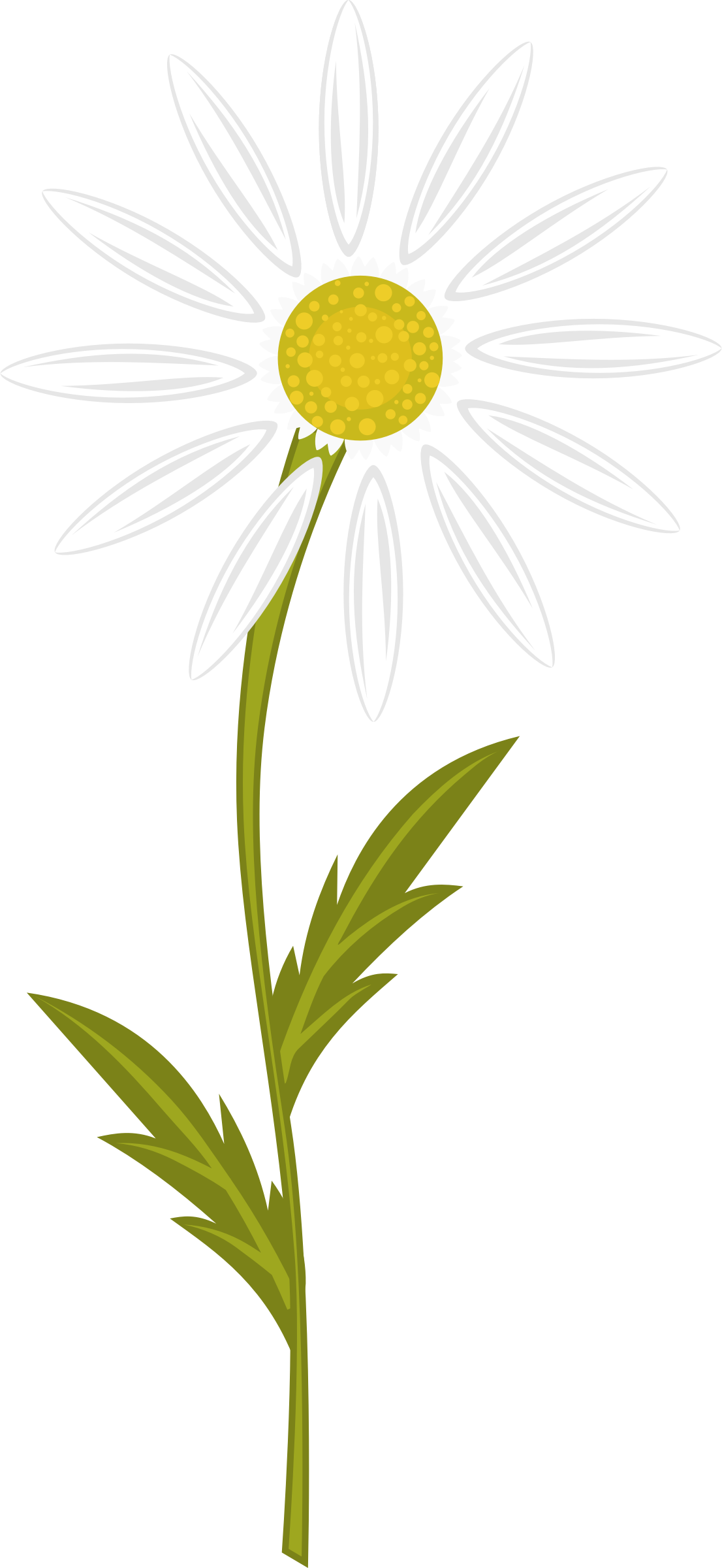 Camomile - Chamomile Flower Clip Art (1106x2400)