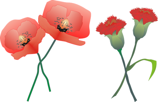 Klump Carnation Clipart - Poppy Carnation (524x340)