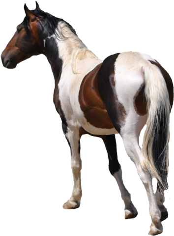 Free Use Pre-cut Horse Stock - Horse Stock Photo Free (400x521)