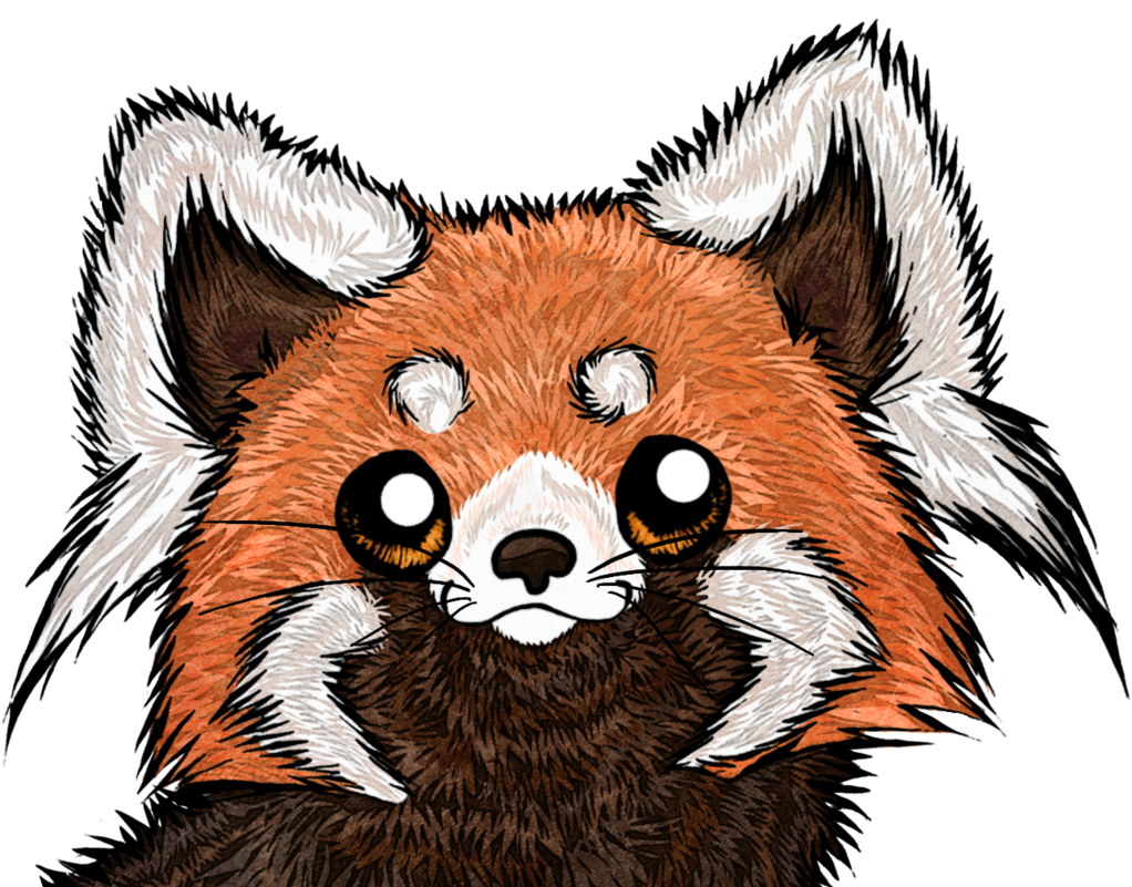 Panda Kiddie - Red Panda Face Drawing (1024x893)