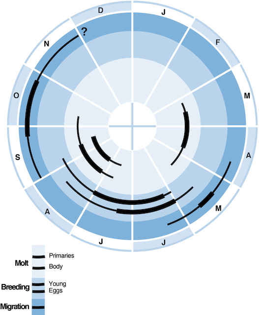 Annual Cycle Of Saltmarsh Sparrow Breeding, Migration, - Annual Cycle Of A Migratory Bird (527x640)