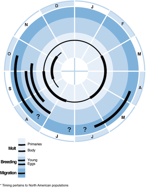 In Western Portion Of Range , Cassin's Sparrow May - Birds Of North America (498x640)