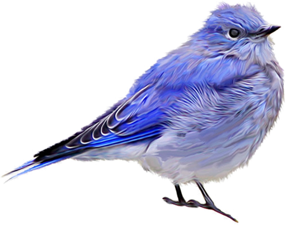 Birds png. Птичка на белом фоне. Птичка без фона. Красивые птицы на прозрачном фоне. Птички на прозрачном фоне для фотошопа.
