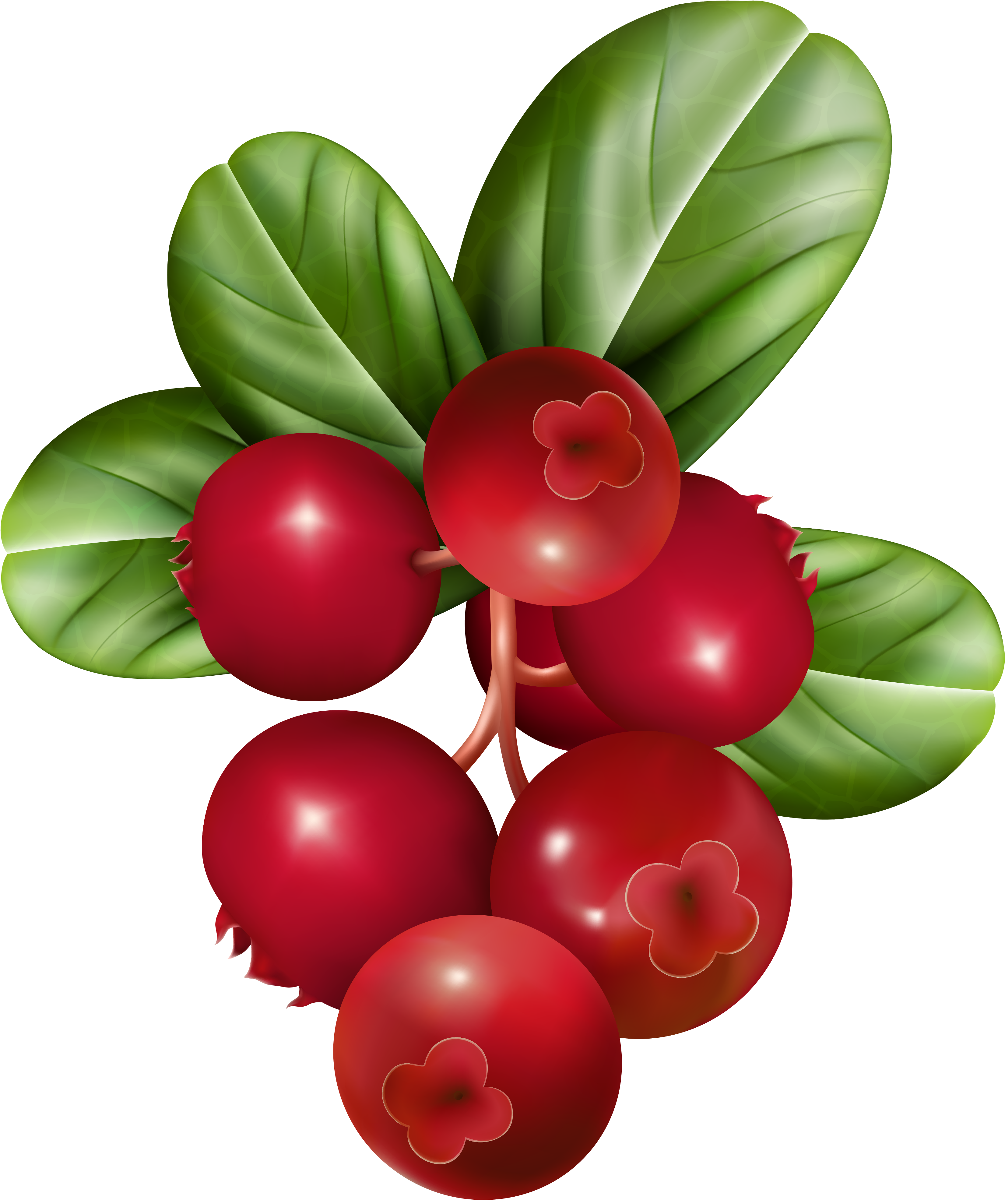 0 132126 Db1c32b6 Orig - Cranberry Clipart (3300x4000)