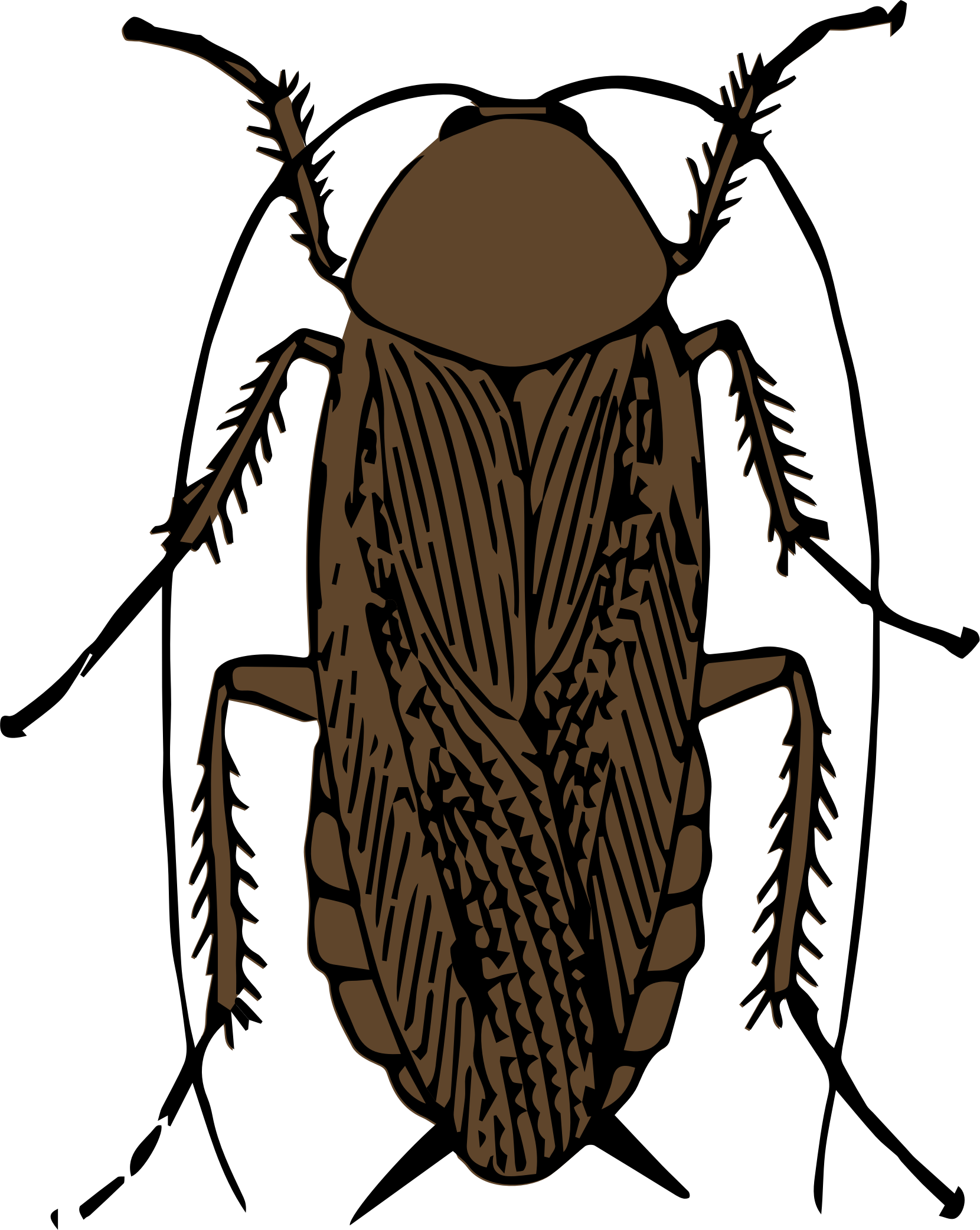 Cockroach Clip Art - Cock Roach Clip Art (1660x2083)