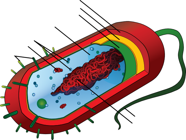 Bacteria Clipart Unlabeled - Bacterial Cell Prokaryotic (600x452)