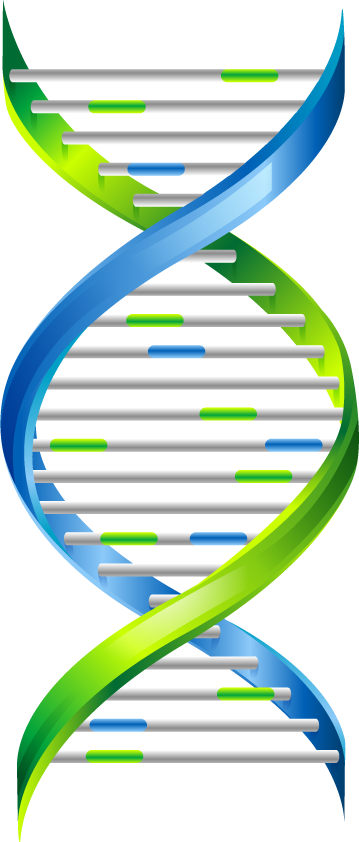 Dna Png - Dna Chain Png (359x842)