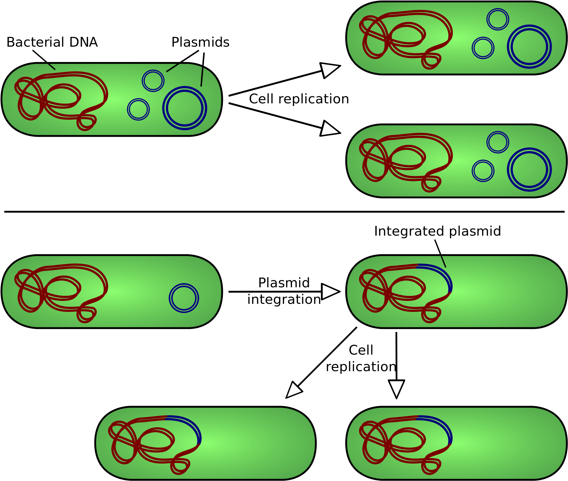 There Are Two Types Of Plasmid Integration Into A Host - Plasmid Replication (2000x1750)