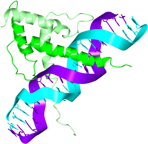 Dna And Promoter - Dna And Promoter (500x500)