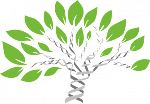 You Should Probably Just Skip This Article - Dna Genealogy (480x332)