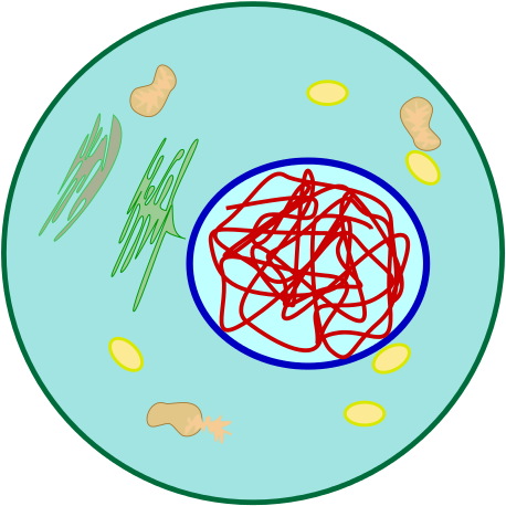 240 × 240 Pixels - Dna In Cell Png (480x480)