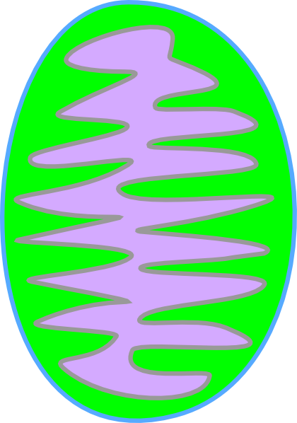 Mitochondria Green Clip Art - Mitochondria Green Clip Art (420x598)
