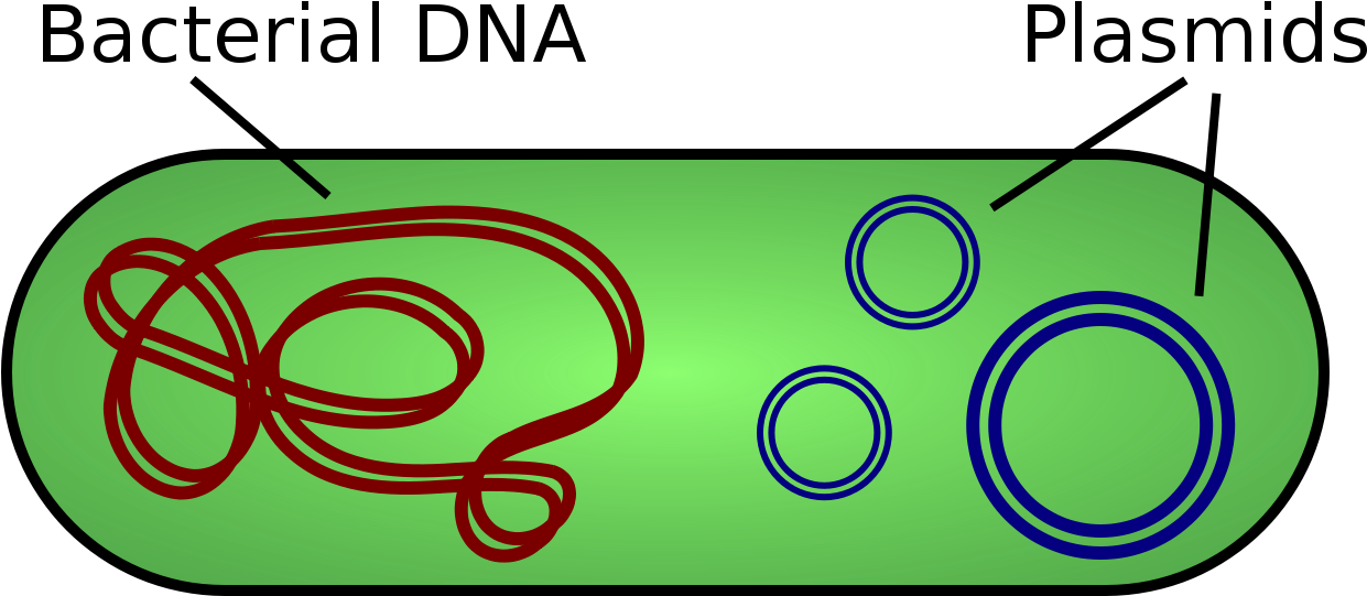 Plasmid - Plasmids In Bacteria (1280x600)