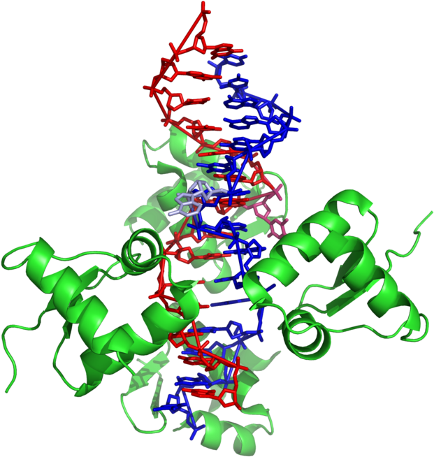 240 × 240 Pixels - Dna (768x768)