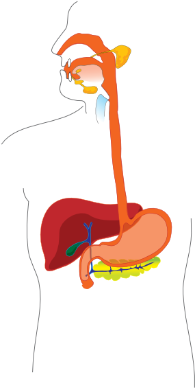 Clip Arts Related To - Digestive System Diagram (354x598)