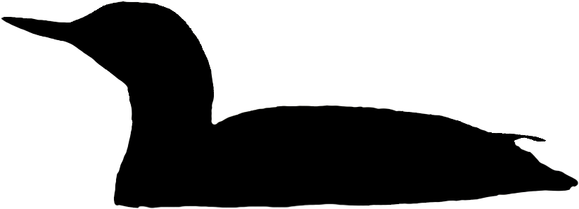 Red-throated Loon Swimming - Red-throated Loon Swimming (836x308)