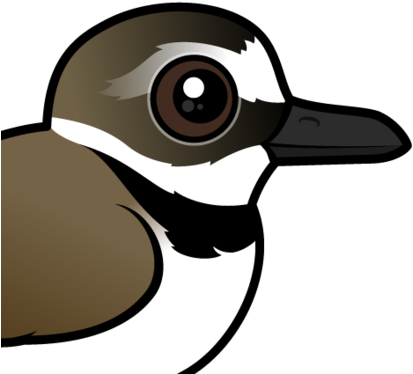 About The Wilson's Plover - Wilson's Plover (440x440)