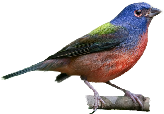 Painted Bunting - Painted Bunting Clipart (710x511)