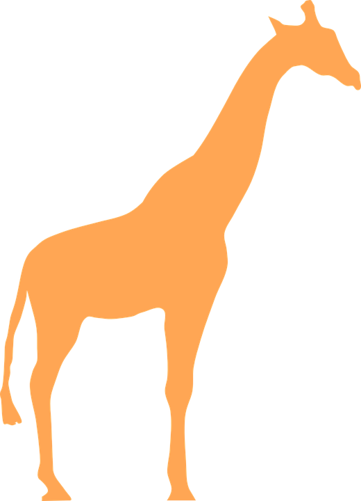 Free Vector Graphic Giraffe Animal Mammal Silhouette - Giraffe (520x720)