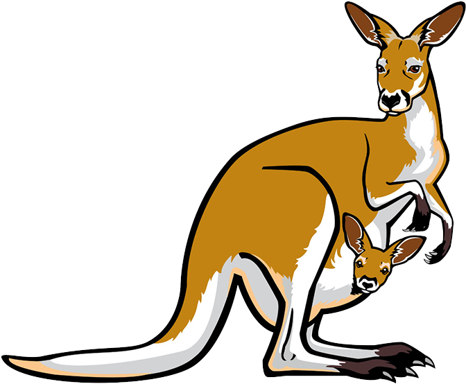 Red Kangaroo Pouch Illustration - Red Kangaroo Pouch Illustration (800x624)