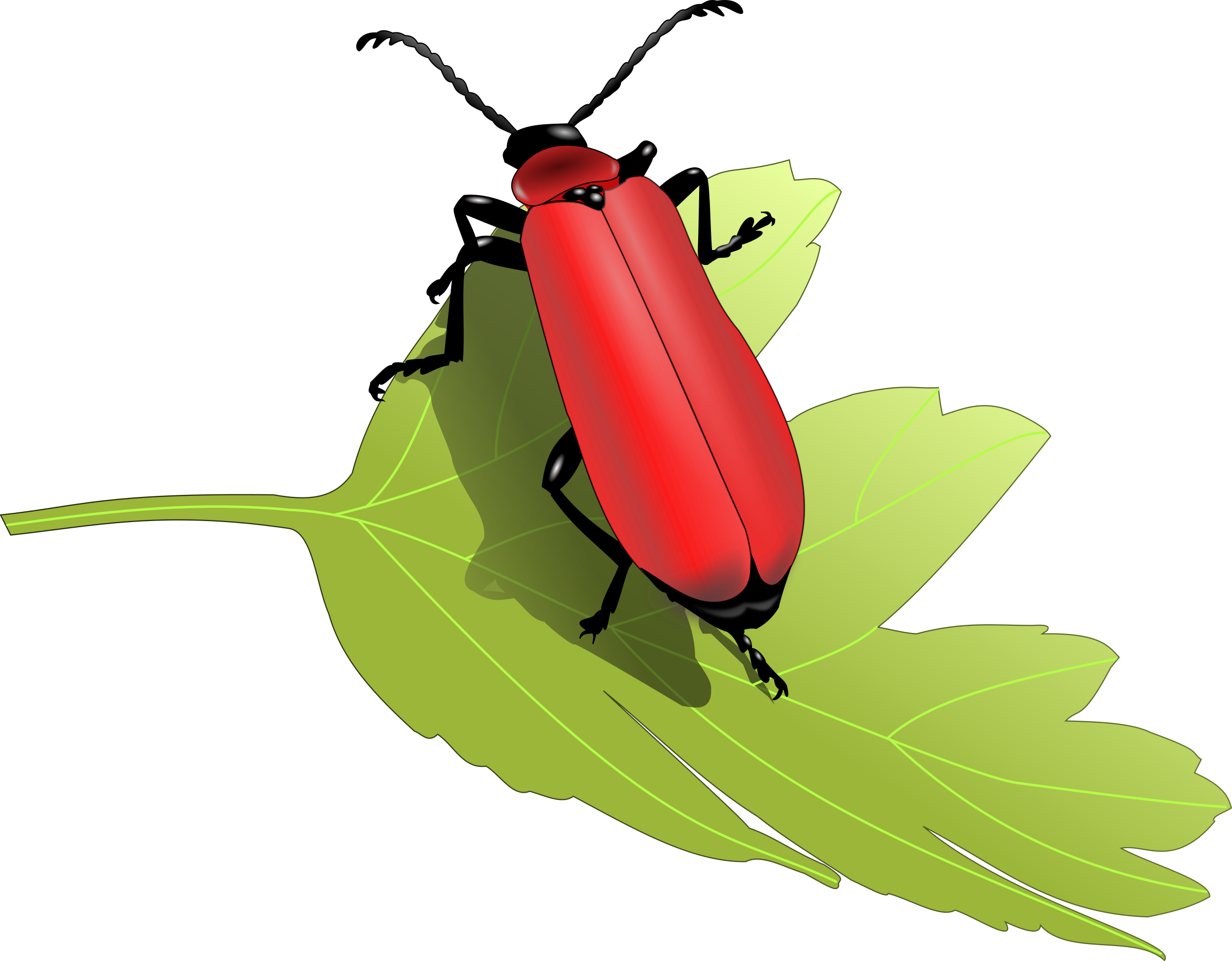 Cardinal Beetle Png Images - Beetles Clip Art (2400x1872)