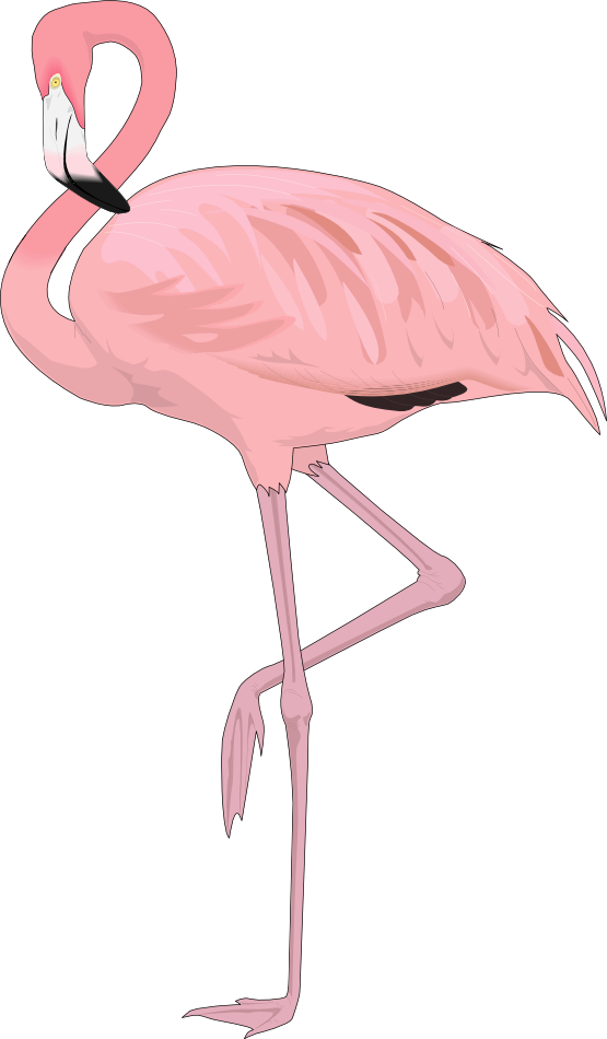 Free Flamingo Clip Art U0026middot Flamingo4 - Free Flamingo Clip Art U0026middot Flamingo4 (555x950)