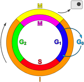 Schematic Of The Cell Cycle - Cyclin Dependent Kinase Definition (350x350)