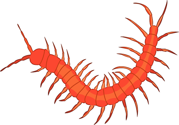 Centipede Picture For Classroom / Therapy Use - Centipede Clipart (600x418)