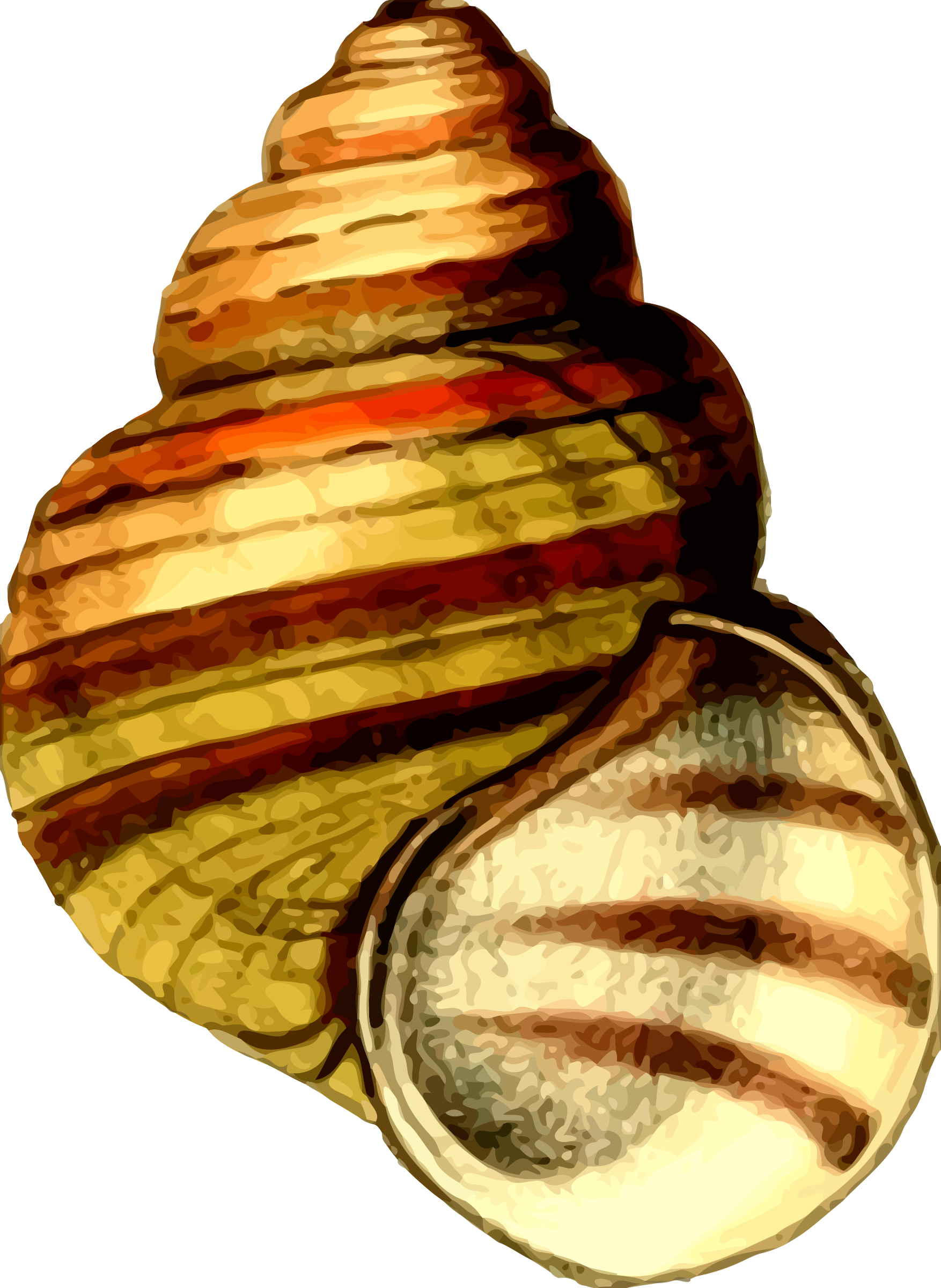 Big Image - Clip Art Sea Shells (1754x2400)