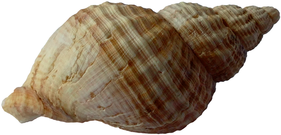 Shell 1, Buy Clip Art - Seashell Transparent (960x640)