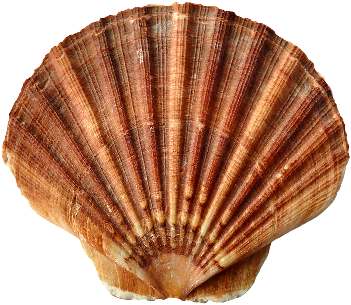 Clams Cliparts 17, Buy Clip Art - Animals With Shelss (960x677)