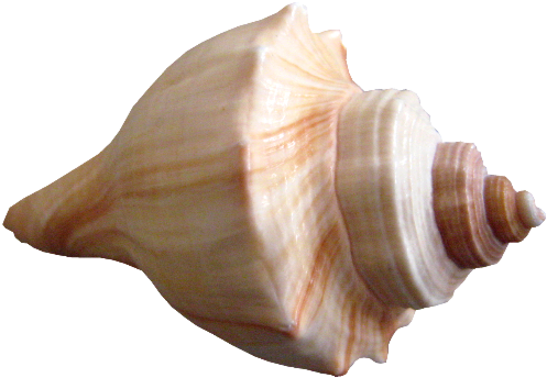 Brown Clipart Seashell - Seashell Png (512x377)