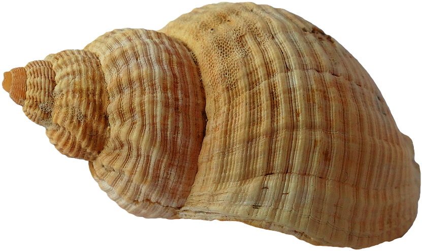 Buy Clip Art - Seashell (960x640)