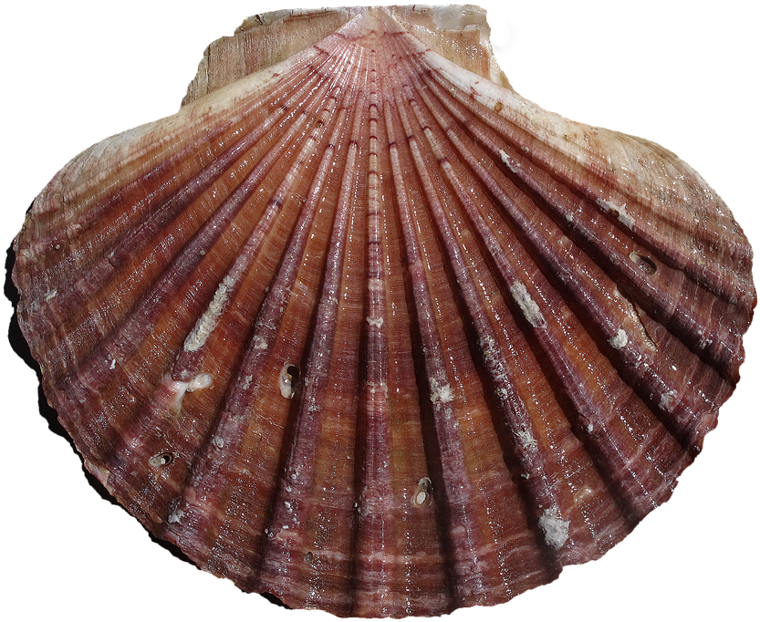 Red Scalloped Cliparts 28, Buy Clip Art - Concha Del Peregrino (872x720)