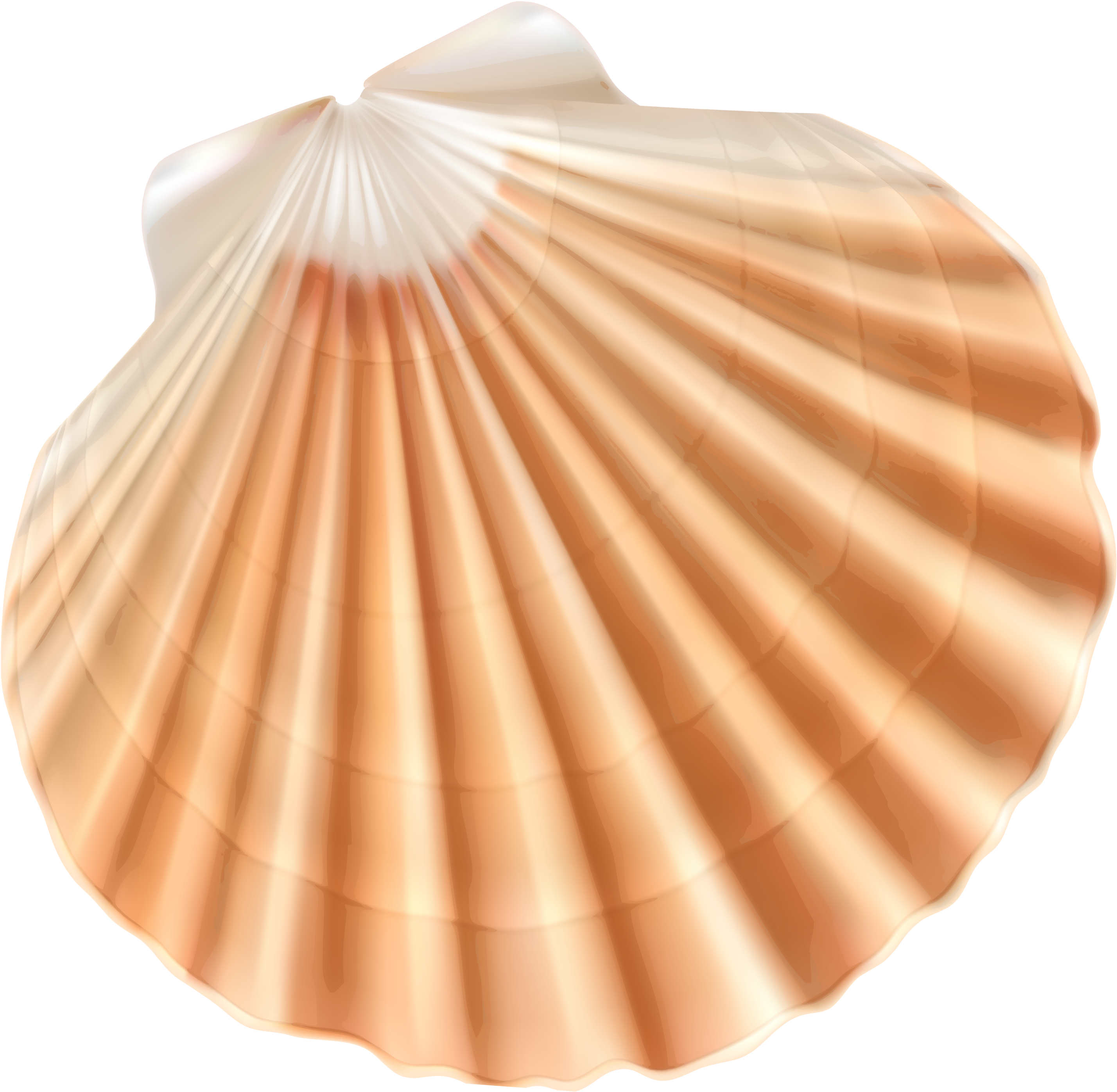Sea Shell Png Clipart Image - Shell Clipart Png.