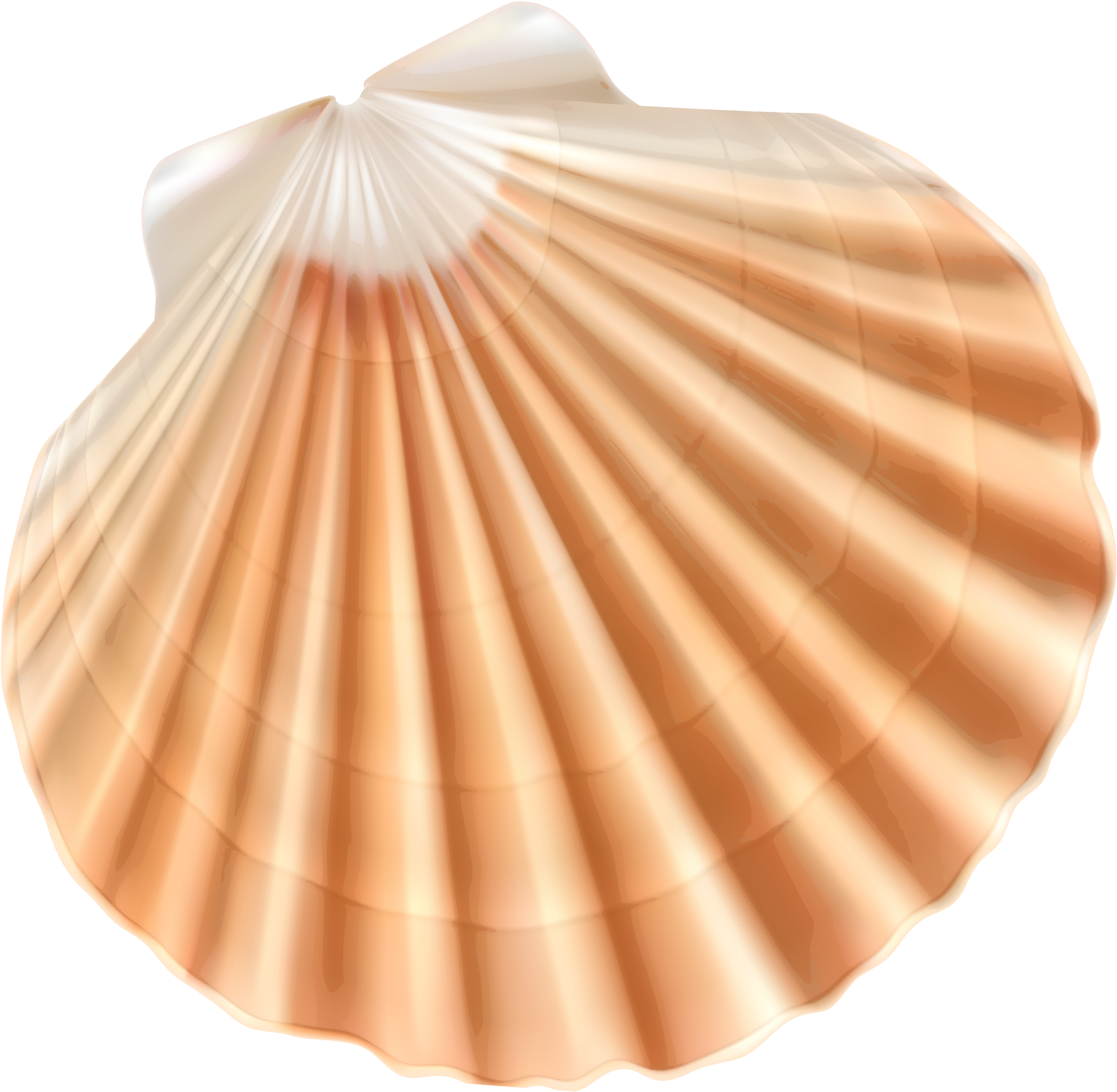 Sea Shell Png Clipart Image - Shell Clipart Png (3000x2829)