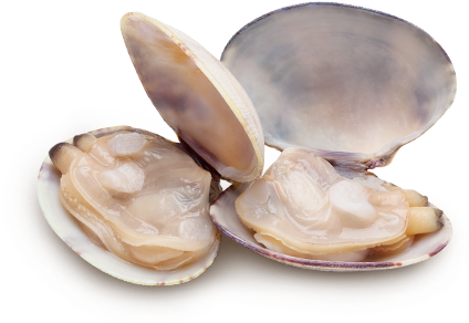 Clams Png Clipart - Cloïssa (480x320)