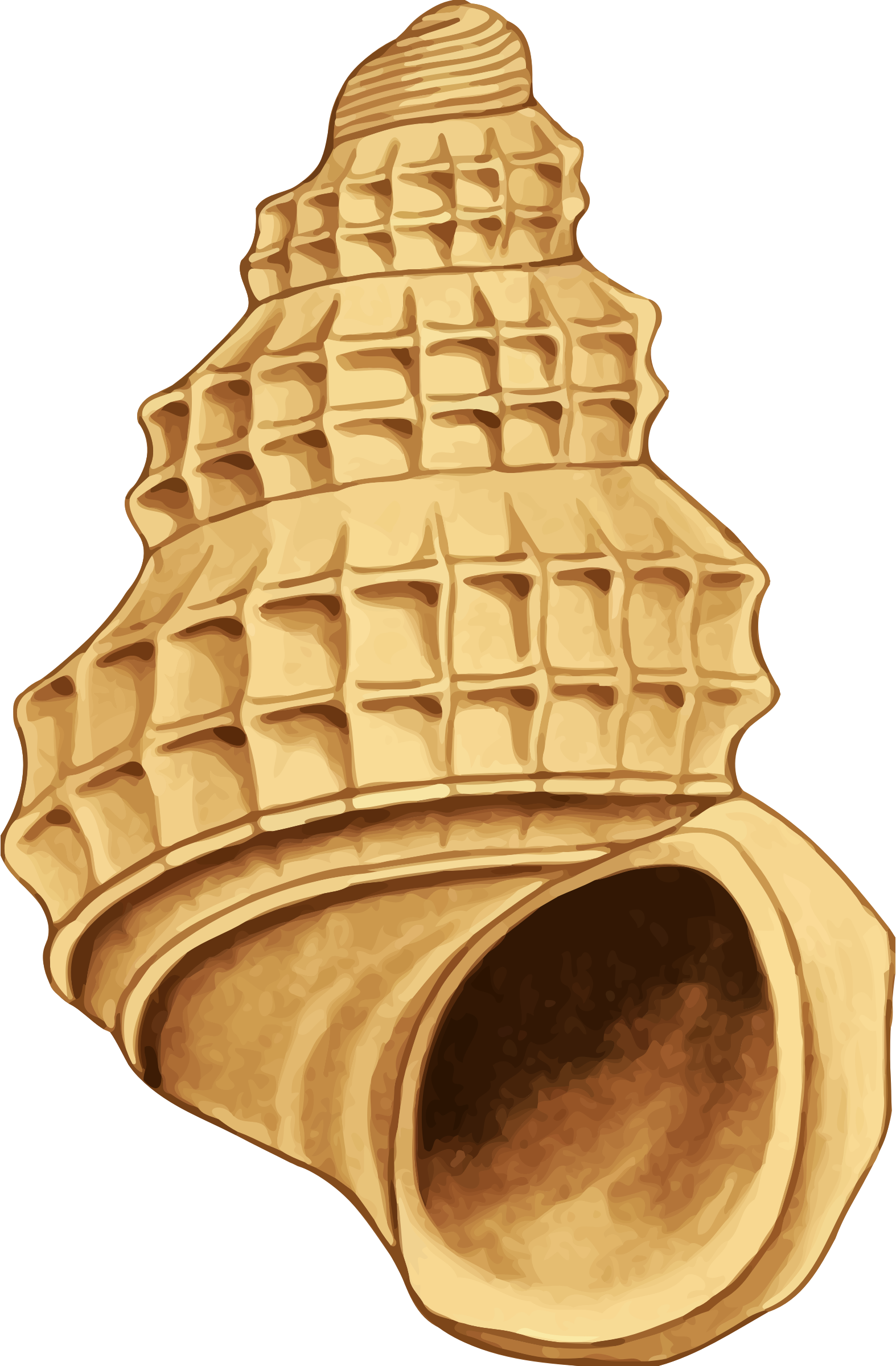 Shell Clipart Yellow Sea - Sea Shell 39 (1574x2400)