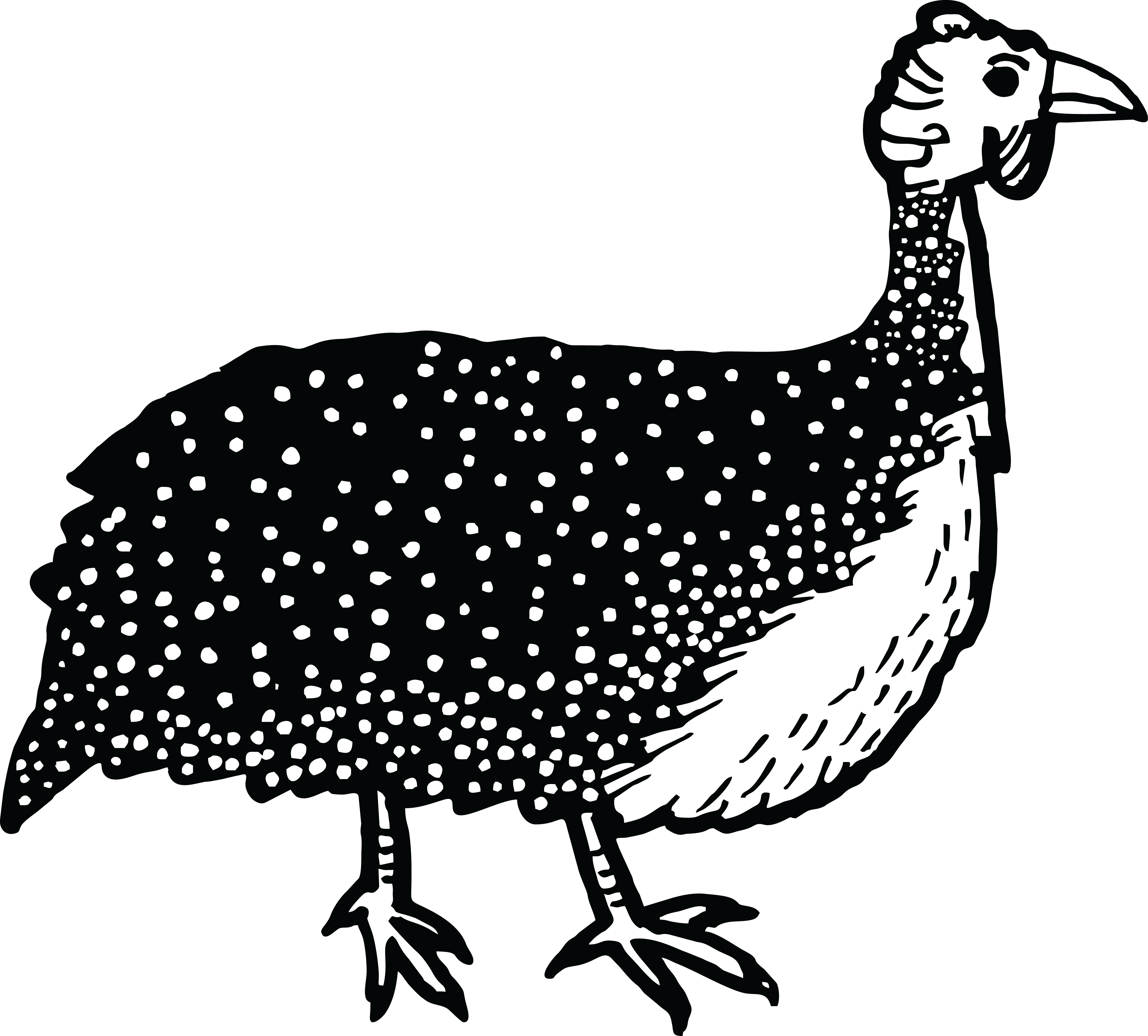 Free Clipart Of A Guinea Fowl Bird - Guinea Fowl Clipart Black And White (4000x3610)