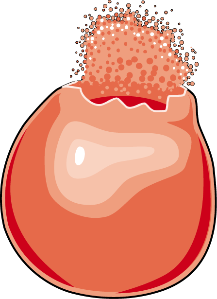 Blood - Red Blood Cell Lysis (447x615)
