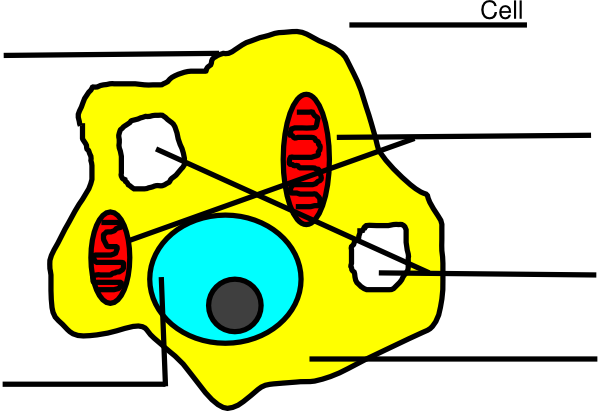 Easy Drawings Of Animal Cells (600x411)