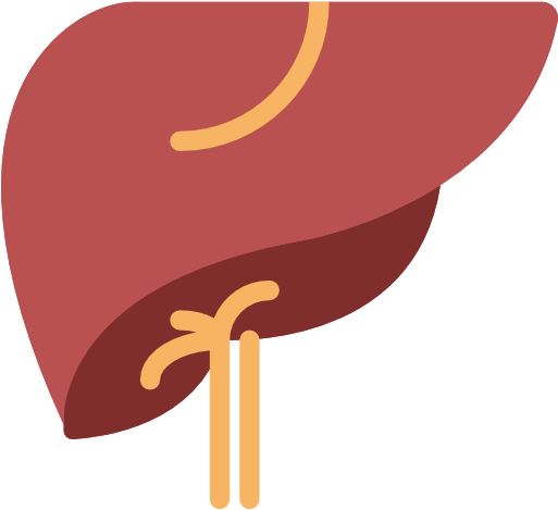 Your Liver's Main Function Is To Filter Blood Coming - Human Liver Icon (513x469)